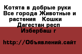 Котята в добрые руки - Все города Животные и растения » Кошки   . Дагестан респ.,Избербаш г.